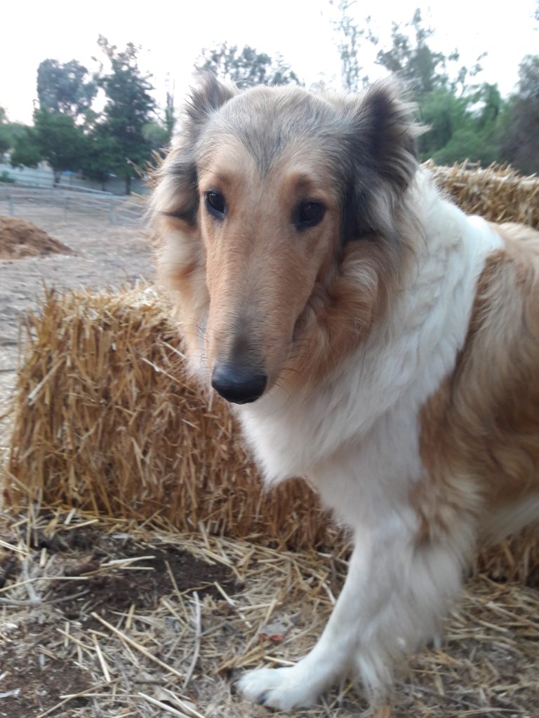Meet Glory, Our Rough Collie